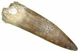 Fossil Plesiosaur (Zarafasaura) Tooth - Morocco #344254-1